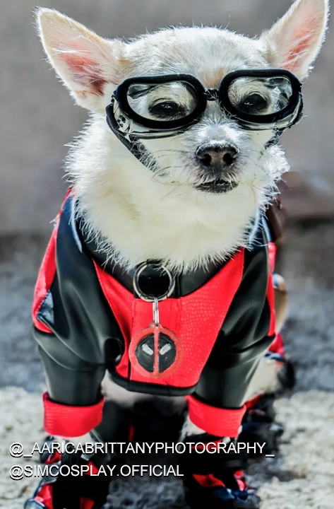Deadpool 3 Dogpool Cosplay Costume Puppy Suit